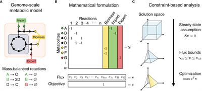 Constraint-Based Reconstruction and Analyses of Metabolic Models: Open-Source Python Tools and Applications to Cancer